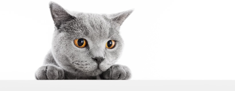 Pupille dilatate nel gatto: cause e soluzioni
