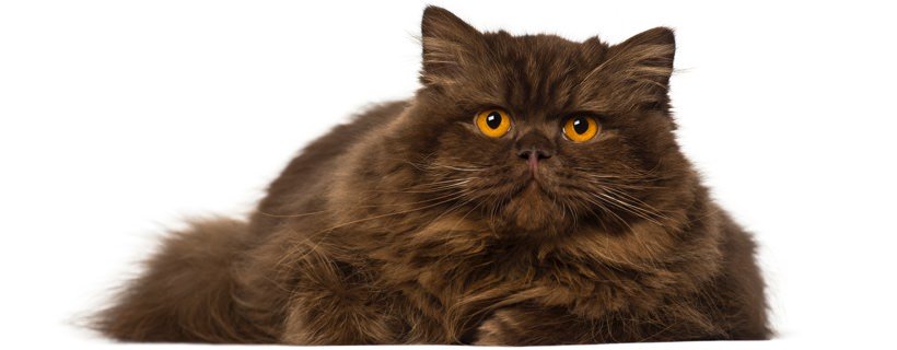 Razze di gatti a pelo lungo: le 10 razze pi&ugrave; popolari
