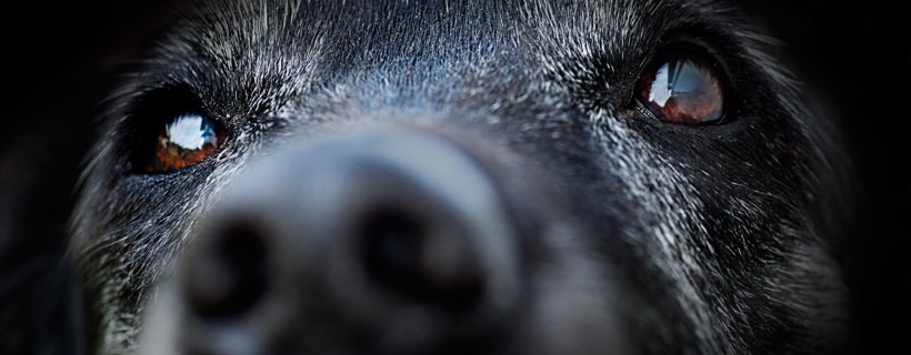 Salute del naso del cane: intervista con il veterinario olistico