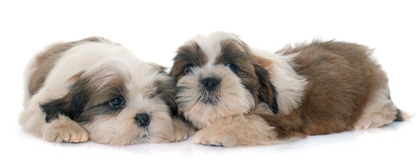 La diarrea nel cucciolo di cane: cause, sintomi e rimedi casalinghi