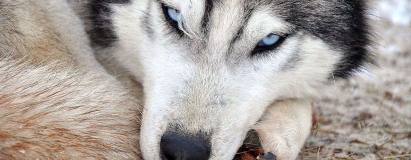 Il lupus nei cani: Segnali, Sintomi e Cause