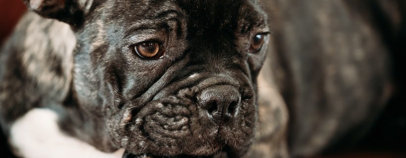 Infezione agli occhi nel cane: tipi, cause e trattamenti