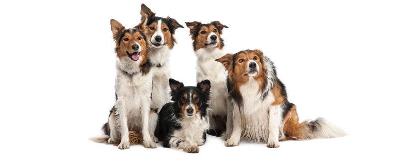 Classifica delle razze canine più sane