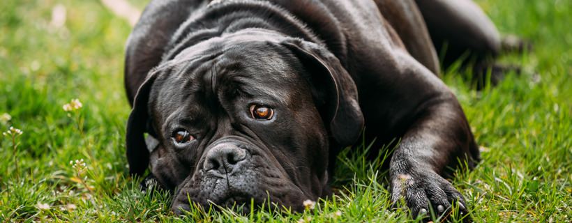 Perché il cane strofina la testa e il muso sull'erba?