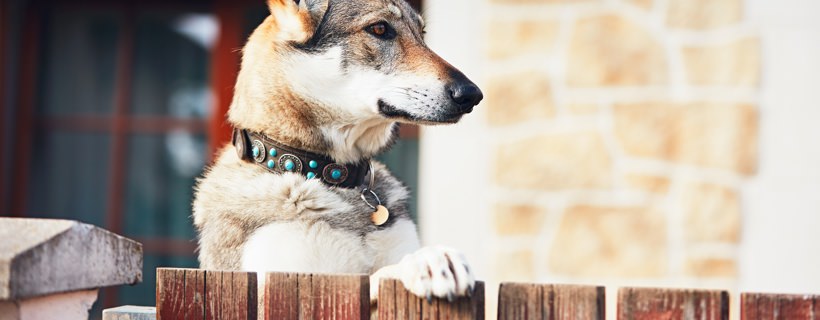 I migliori cani da guardia: classifica razze e consigli utili