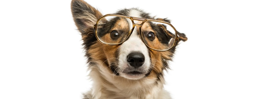I 20 studi scientifici più affascinanti (e incredibili) sui cani