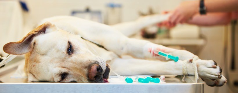 Problemi di salute dei cani che necessitano di intervento immediato