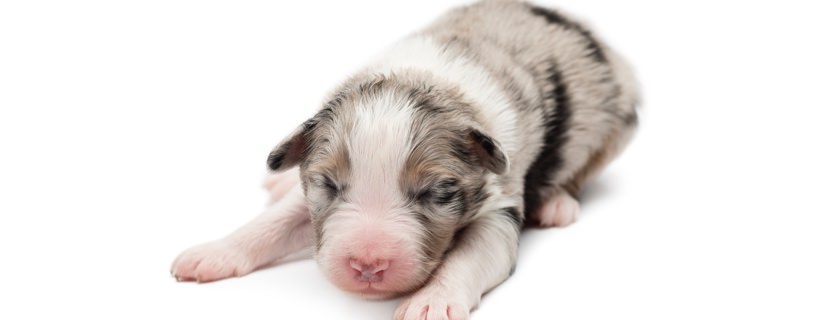 Mortalit&agrave; neonatale in cuccioli: cause e consigli utili