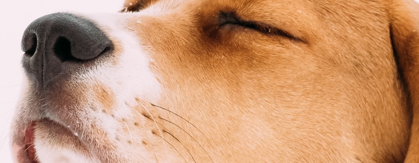Perché un cane può essere ossessionato dall'annusare certe persone e non altre?