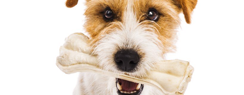 Cosa significa quando un cane ti porta il suo osso o il suo giocattolo?