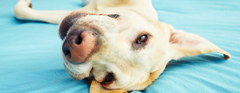 L'Anemia nei Cani: segnali, cause e trattamenti