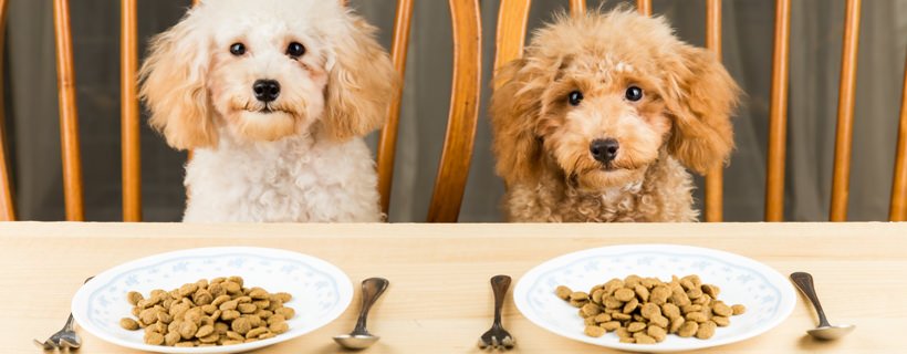 Come una dieta specifica può aiutare un cane affetto da patologie renali