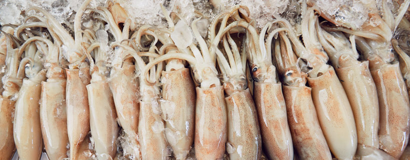I cani possono mangiare i calamari?