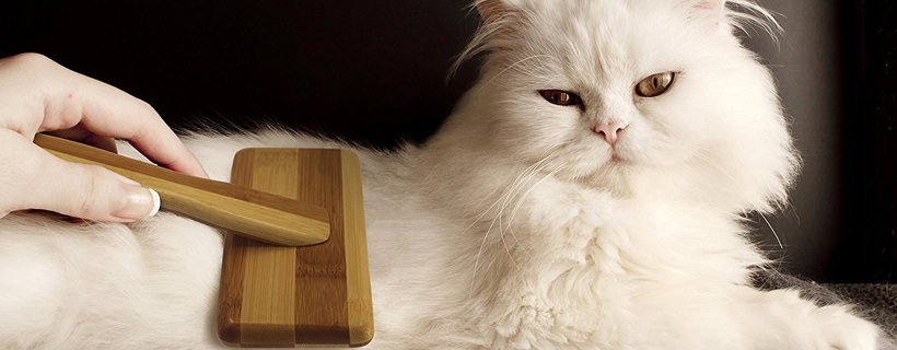6 buone ragioni per spazzolare regolarmente il tuo gatto