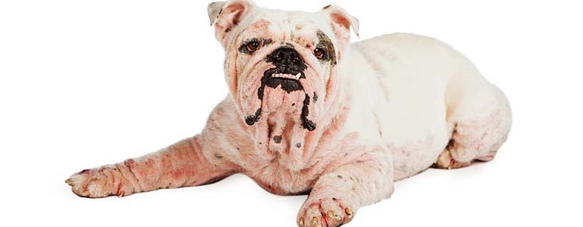 La rogna sarcoptica nei cani (scabbia canina): segni, sintomi e cure