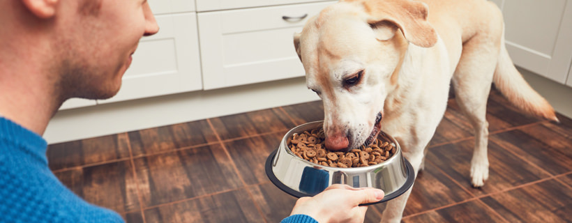 I cani si stancano di mangiare sempre le stesse cose ogni giorno?