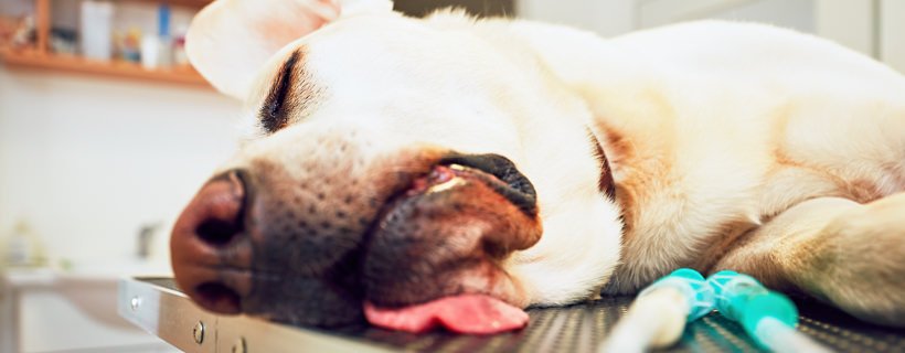Emangiosarcoma nei cani: le cause, i sintomi e i trattamenti