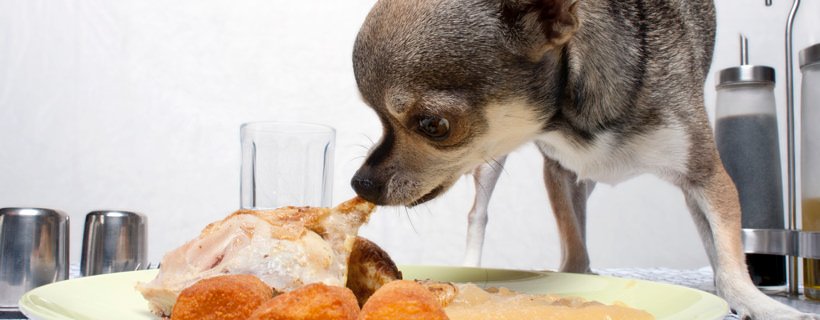 Come assicurarvi di non dare mai cibo avariato al vostro cane