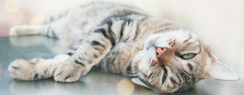 Come fanno i gatti a mantenersi freschi col caldo?