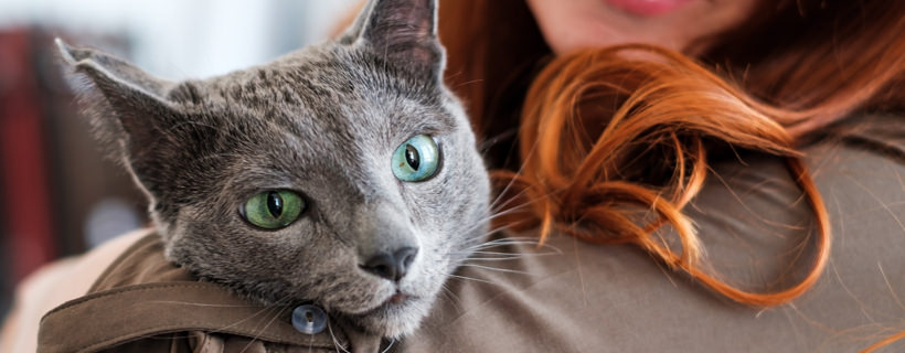 Vomito acuto nei gatti: cause, test e soluzioni