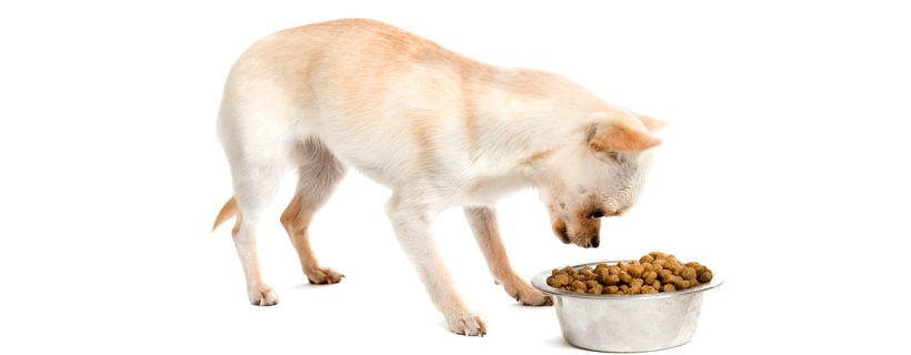 Va bene se il vostro cane mangia cibo scaduto (o in scadenza)?
