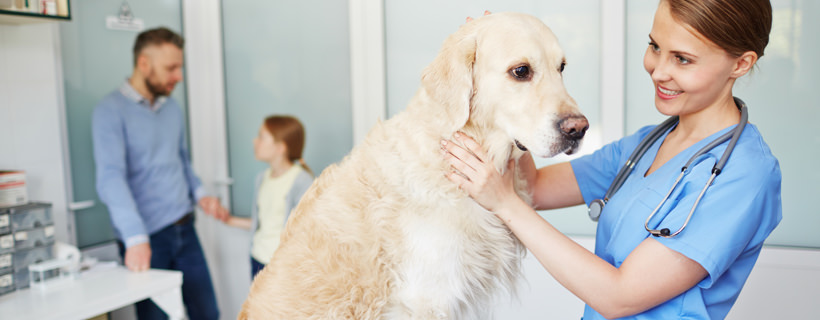 5 utilizzi immunizzanti dell'argento colloidale per cani