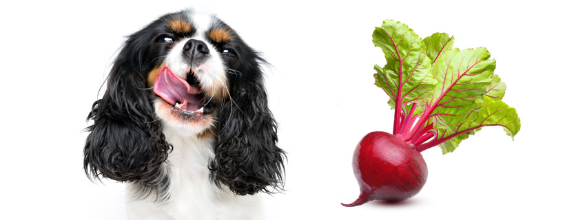 Barbabietole rosse per cani: 5 sorprendenti benefici per la salute