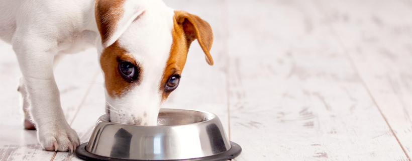 3 patologie associate al cibo per cani (e cosa fare quando si presentano)