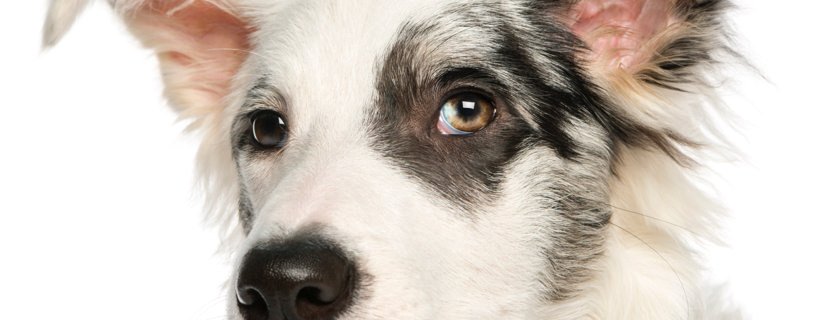 12 modi per prevenire e curare le infezioni oculari nei cani