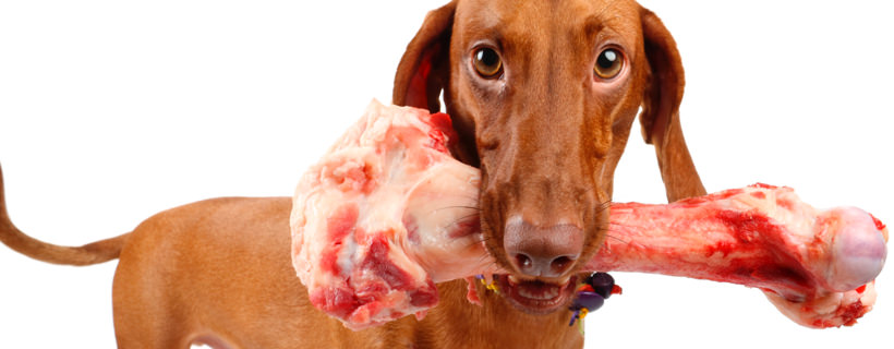 Ossa al cane: si possono dare ossa (polpose) crude? I pro e i contro