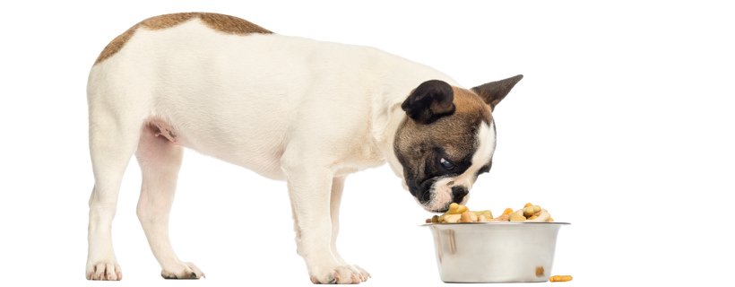 Intolleranze e allergie alimentari dei cani: cause e soluzioni