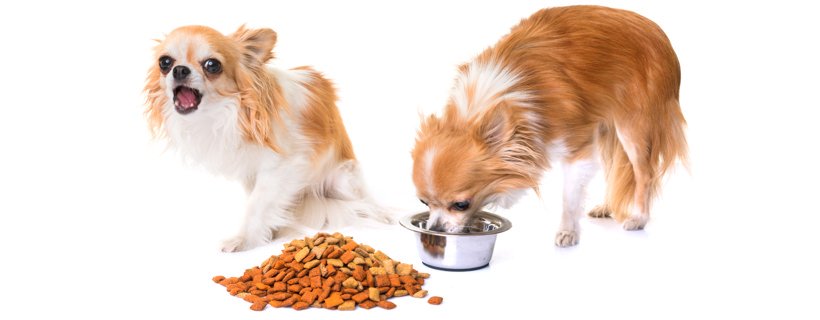 Cibo per cani: come scegliere una dieta sana ed equilibrata per il vostro cane