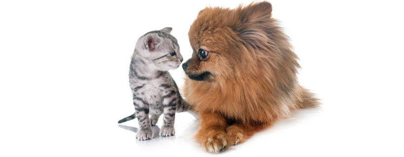 Convivenza cani & gatti: come far accettare un nuovo gatto al cane di casa