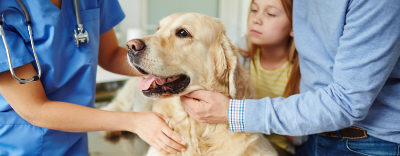 Dilatazione e torsione gastrica nel cane: le 5 possibili cause (e come prevenirla)