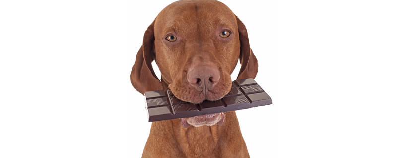 Perché i cani non possono mangiare il cioccolato?