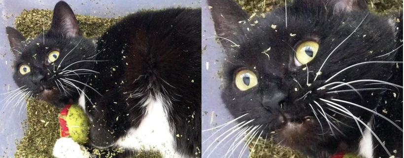 Erba gatta e altre 5 piante di cui i gatti vanno pazzi