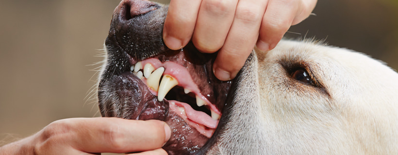 Perch&eacute; un cane adulto perde i denti? Le cause pi&ugrave; comuni