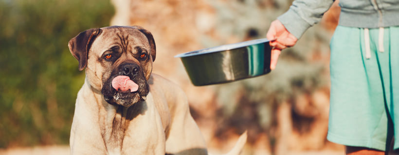 Perché gli antiossidanti sono importanti nel cibo per cani