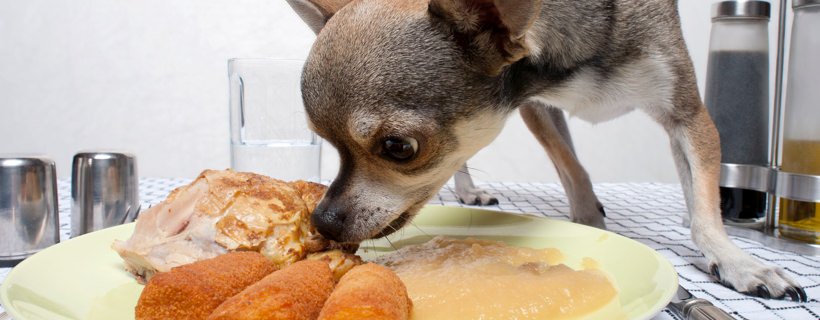 Quanto tempo impiega il mio cane per digerire il cibo?
