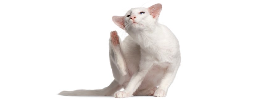 Pulci dei gatti: Rimedi (e trattamenti) naturali per eliminare le pulci