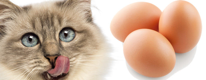 I gatti possono mangiare le uova? Quali sono i rischi e benefici delle uova
