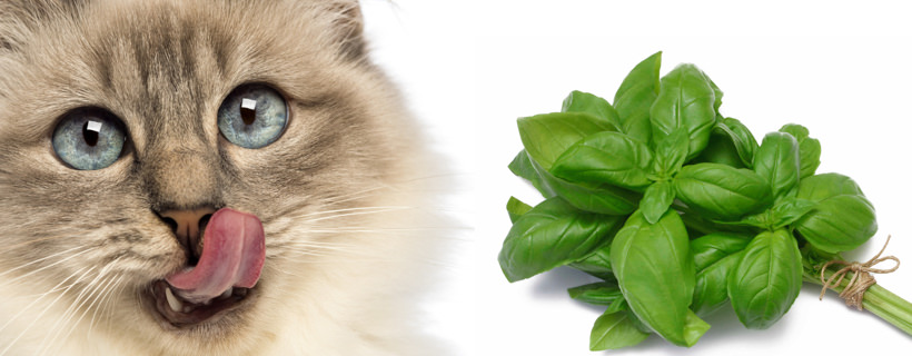 I gatti possono mangiare il basilico? È sicuro?