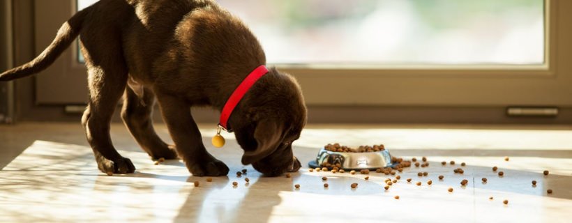 Perché il cane sposta il cibo fuori dalla ciotola? Cause e soluzioni