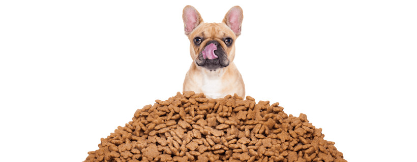 Cibo per cani altamente proteico significa cibo di buona qualità?