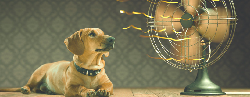 Cane & caldo: qual è la temperatura più piacevole per i cani?
