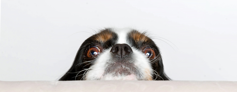 6 curiosità sul naso del vostro cane