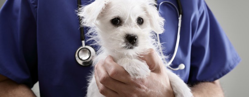 15 metodi (economici) per prevenire le più comuni malattie del cane