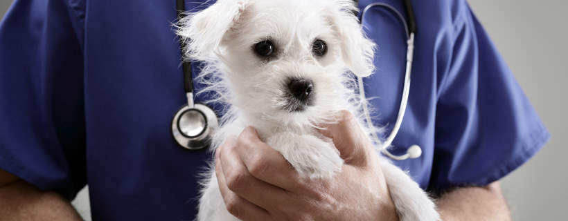 15 metodi (economici) per prevenire le più comuni malattie del cane