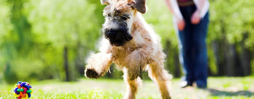 Come ricompensare il Cane!