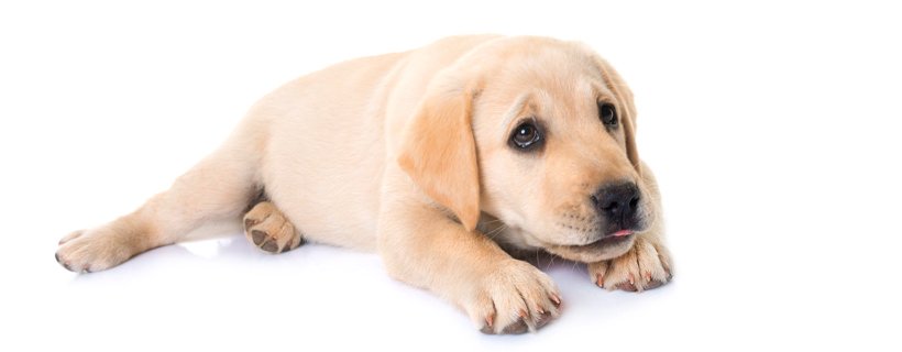 Vomito nei cuccioli di cane: identificare le cause e rimedi efficaci